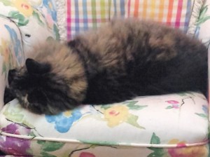 Ricky sticks by author's writing of Deadly Lullaby